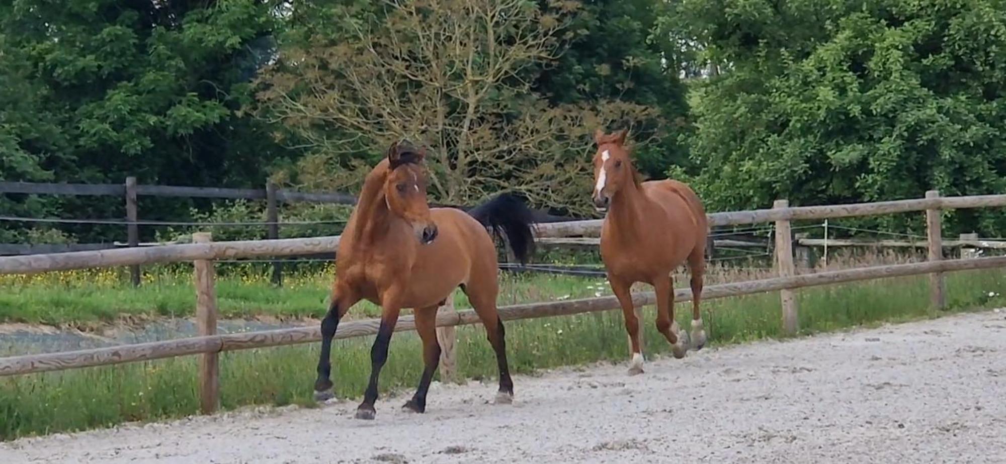 Relais Equestre Du Miloir - Chambres D'Hotes Saint-Desir Luaran gambar