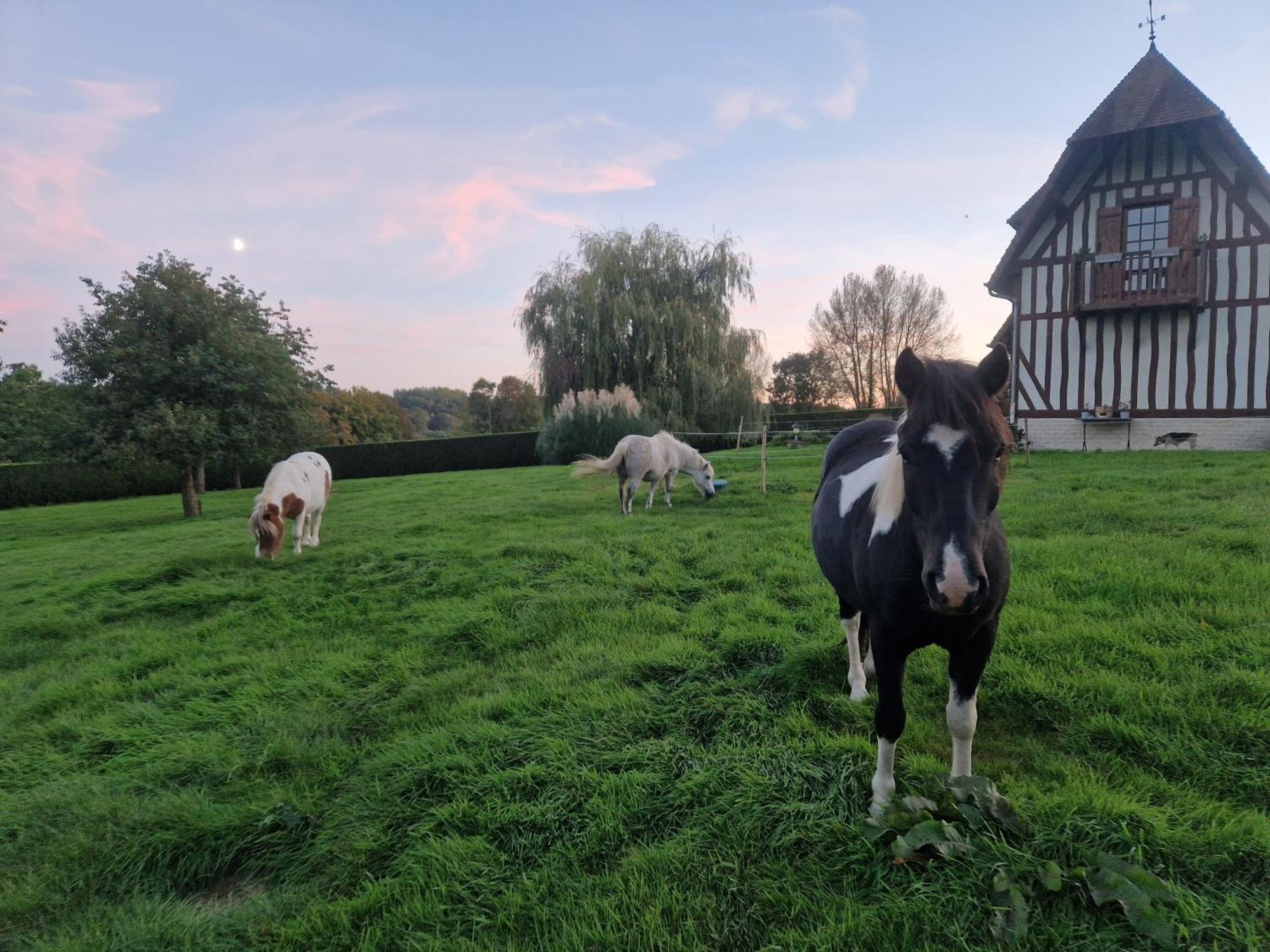 Relais Equestre Du Miloir - Chambres D'Hotes Saint-Desir Luaran gambar