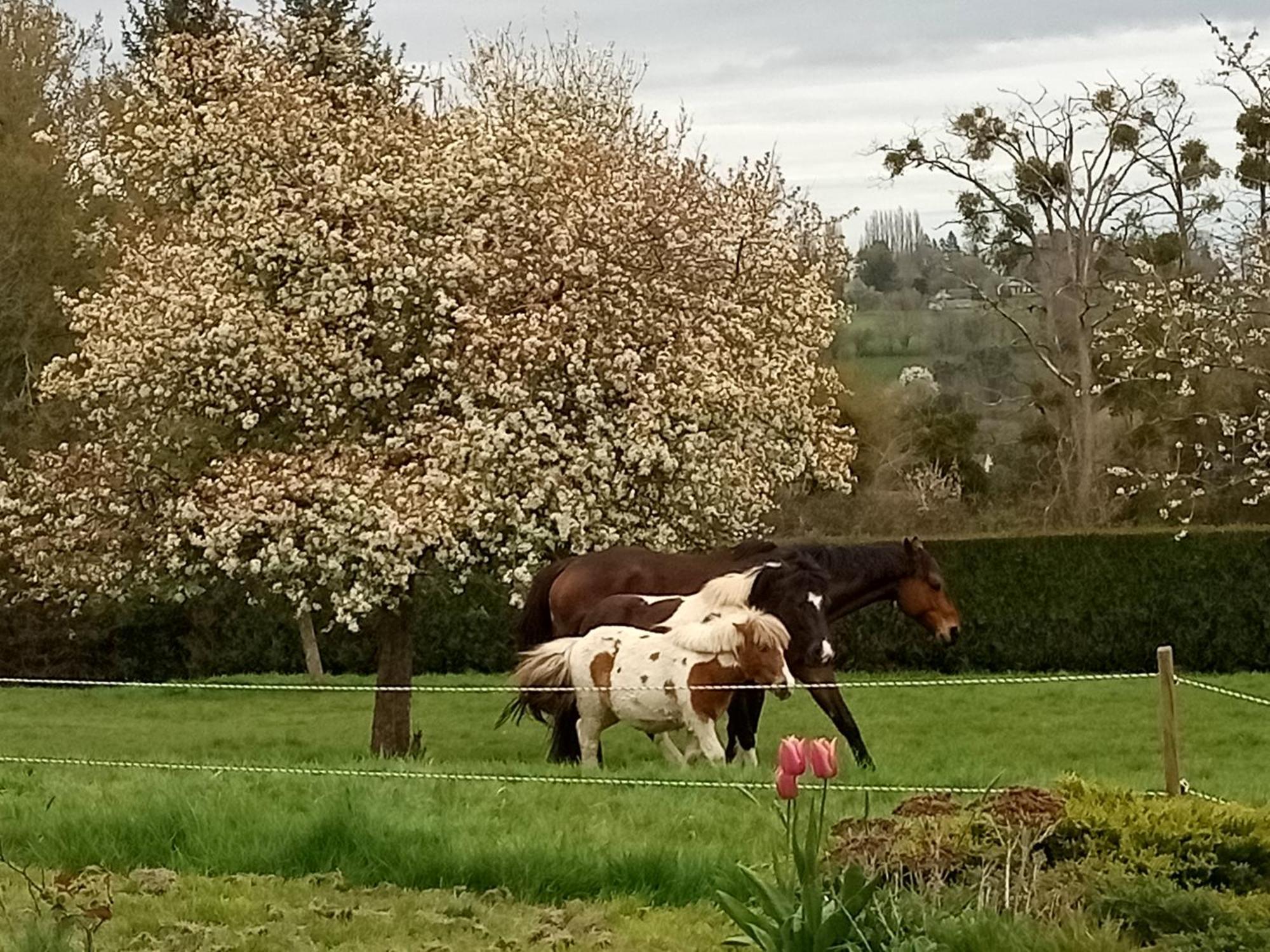 Relais Equestre Du Miloir - Chambres D'Hotes Saint-Desir Luaran gambar