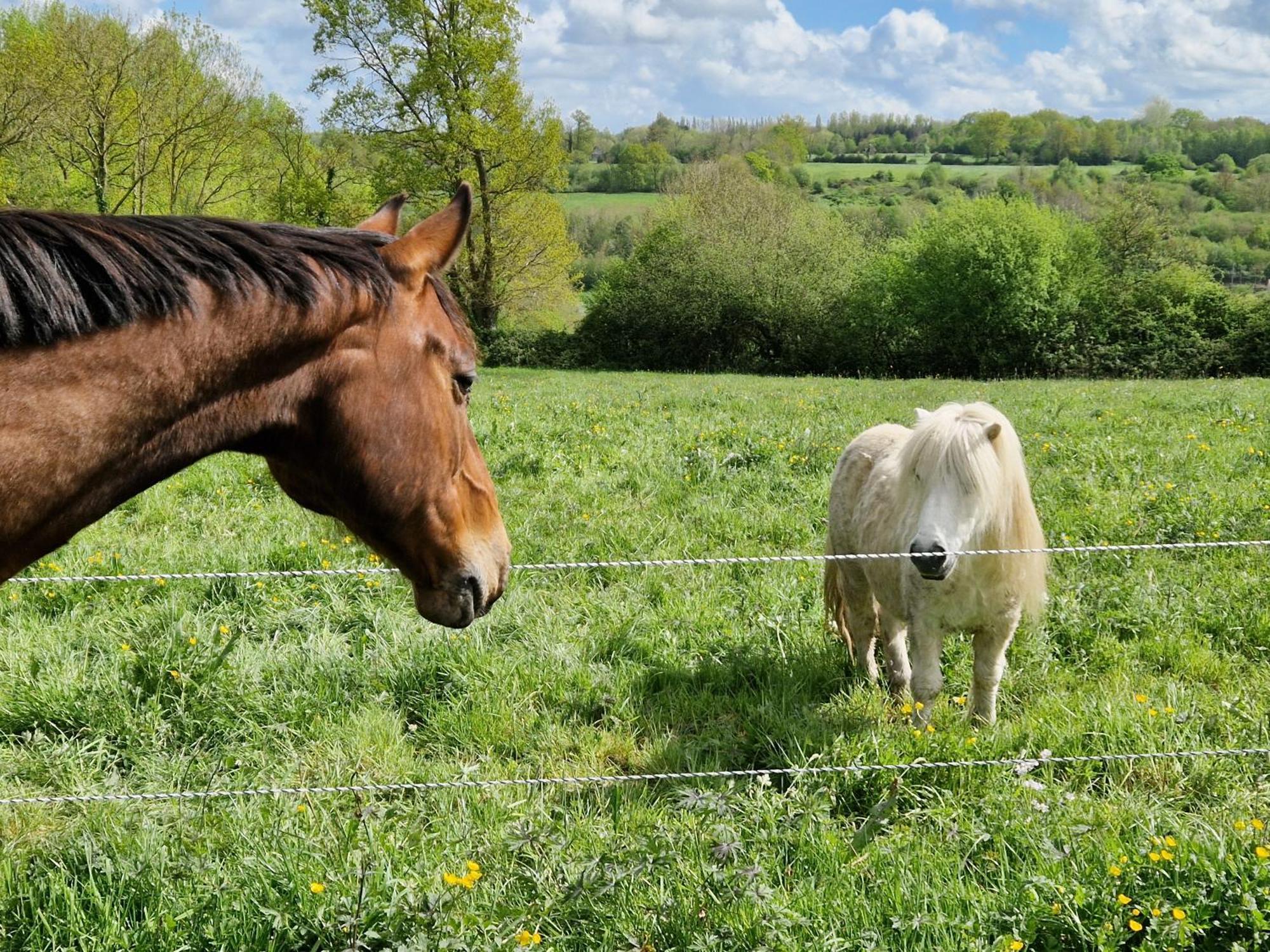 Relais Equestre Du Miloir - Chambres D'Hotes Saint-Desir Luaran gambar